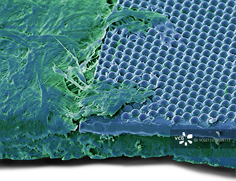 100美元的透镜阵列，SEM图片素材