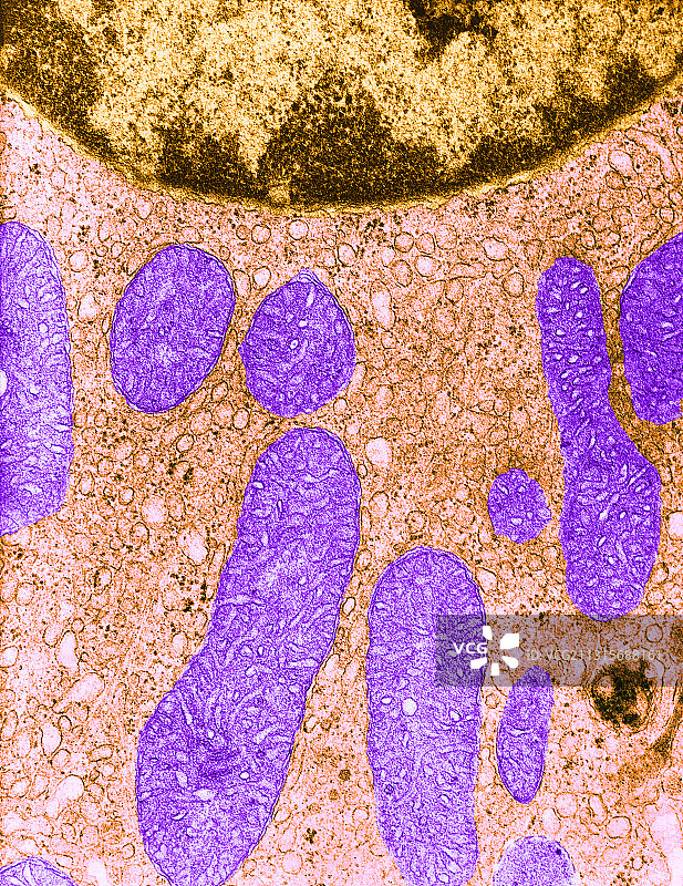 细胞器，透射电镜图片素材