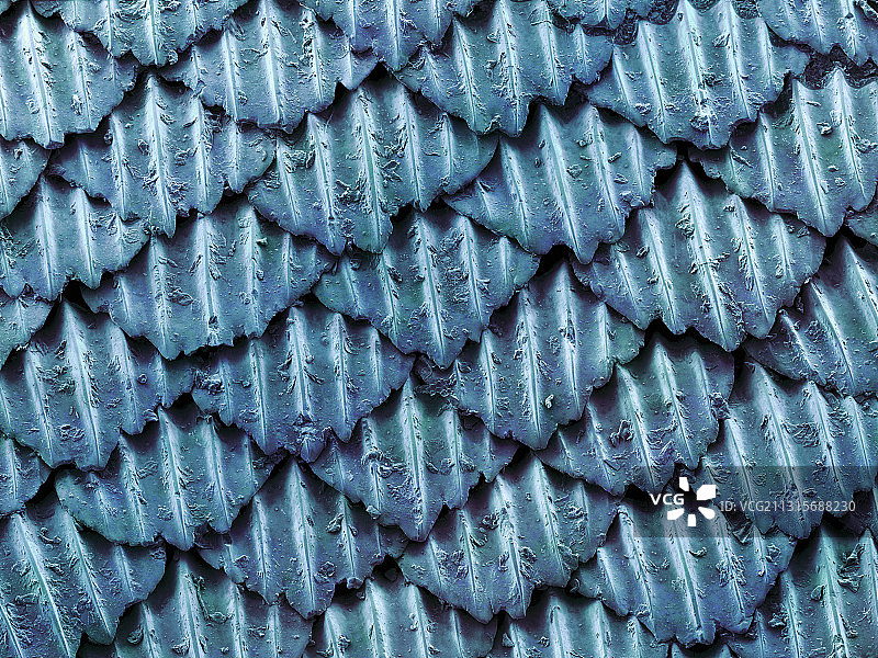 黑鳍礁鲨皮肤扫描电镜图图片素材