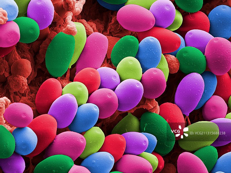 魔法蘑菇孢子扫描电镜图图片素材