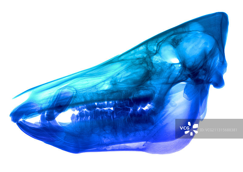野猪头骨X光片图片素材