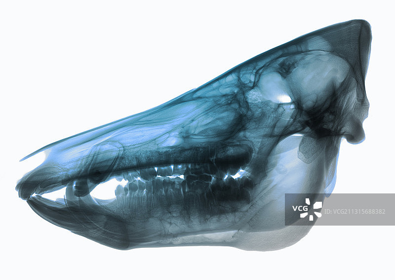 野猪头骨X光片图片素材