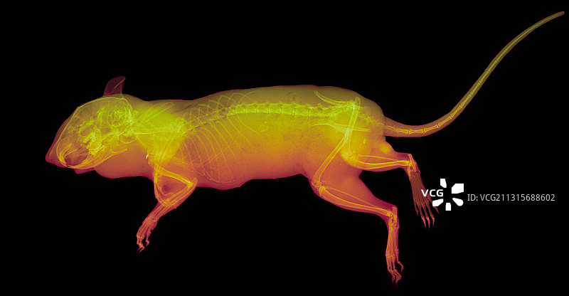 花栗鼠X光片图片素材