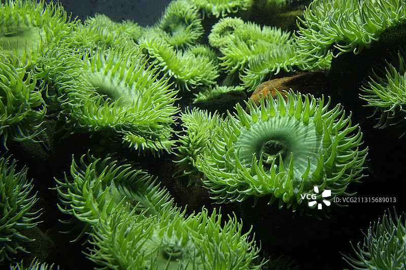巨型绿色海葵图片素材