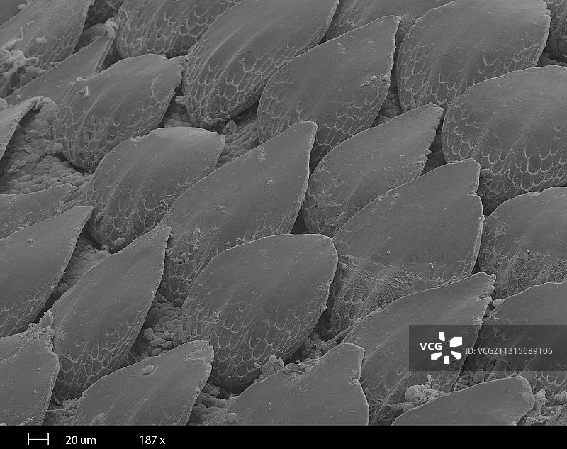 鲨鱼皮扫描电镜图图片素材