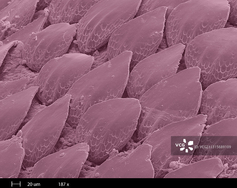 鲨鱼皮扫描电镜图图片素材