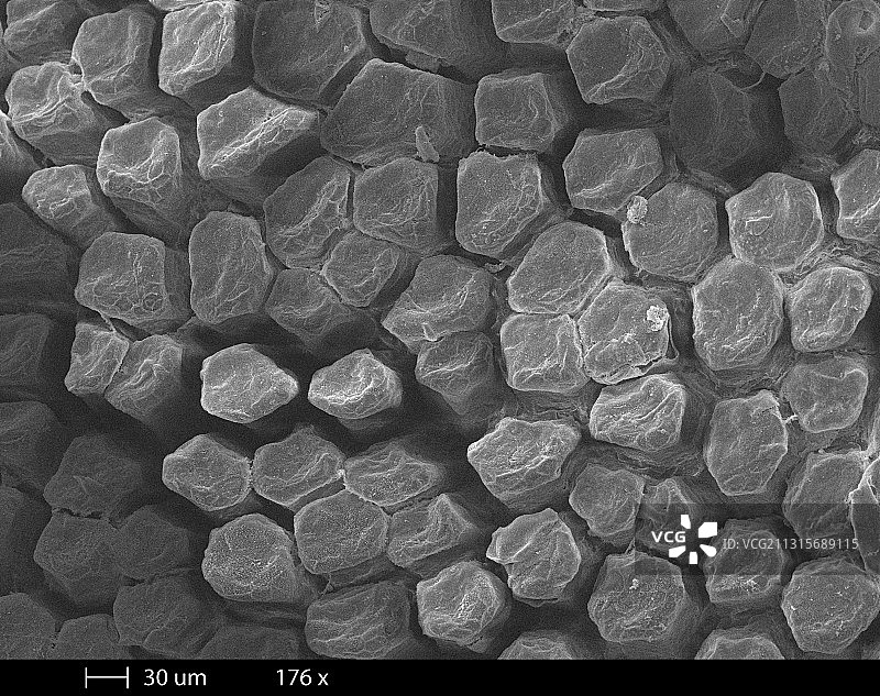 壁虎舌头扫描电镜图图片素材