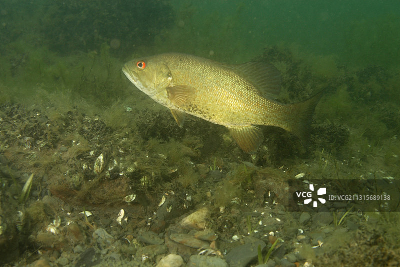 小口黑鲈鱼保护鱼卵图片素材