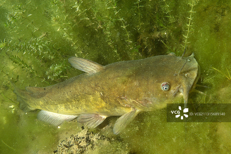 黄色的牛头鲶鱼图片素材