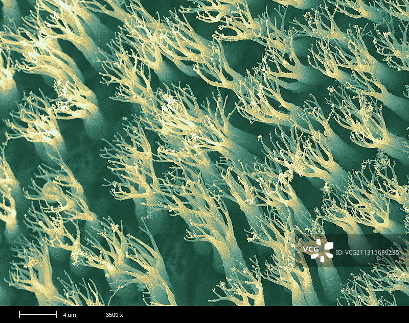 壁虎脚垫图片素材