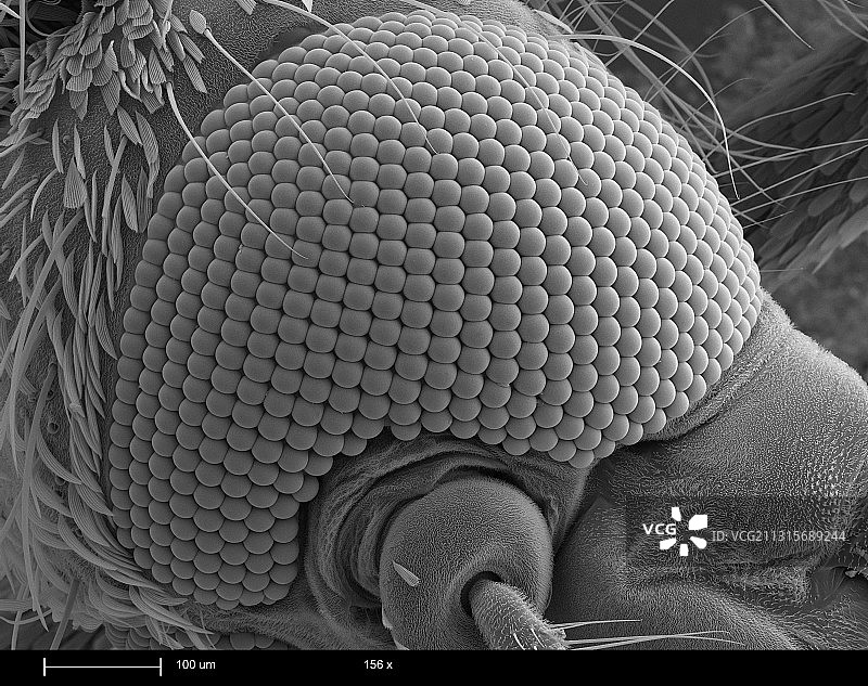 蚊子头部图片素材