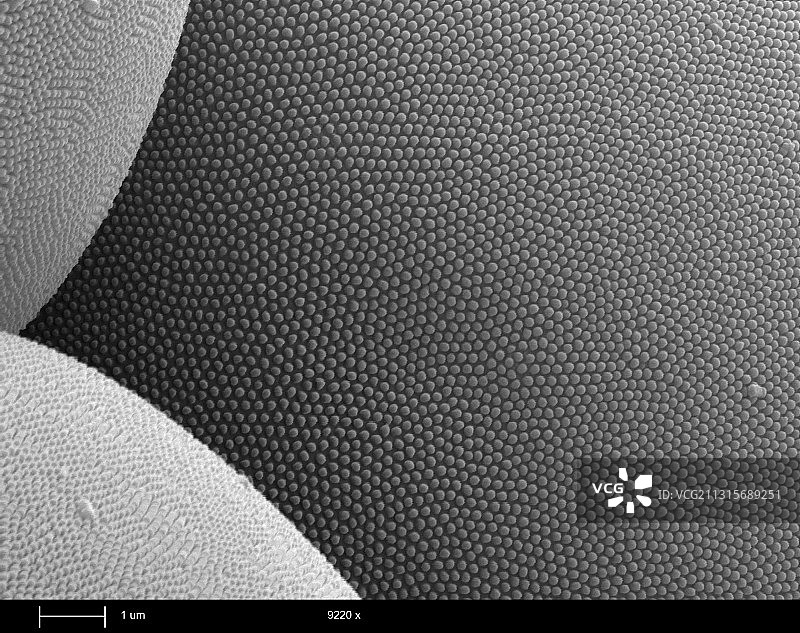 蚊眼上的抗反射结构图片素材