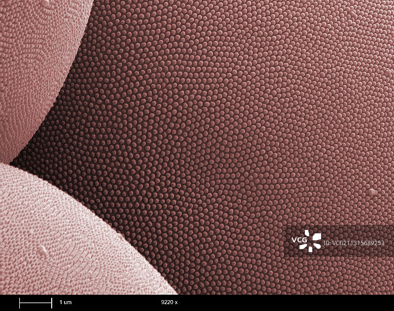 蚊眼上的抗反射结构图片素材