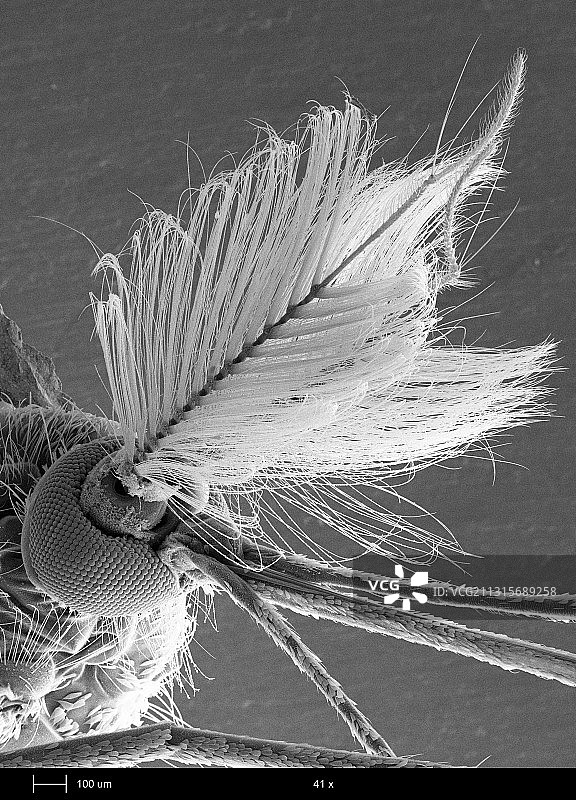 雄性蚊子的头部图片素材