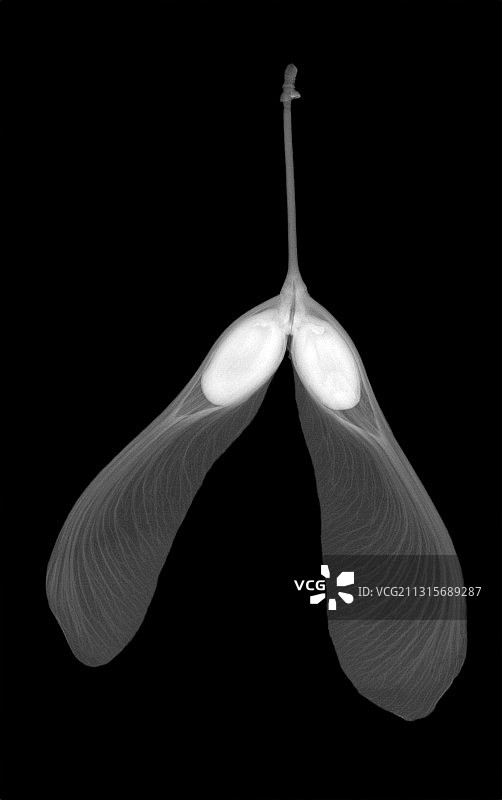枫树种子图片素材