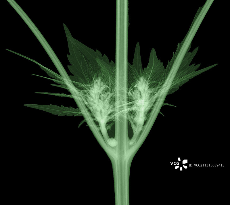 X光下的大麻芽和种子图片素材