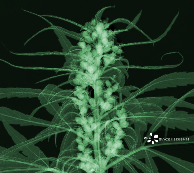 X光下的大麻芽和种子图片素材