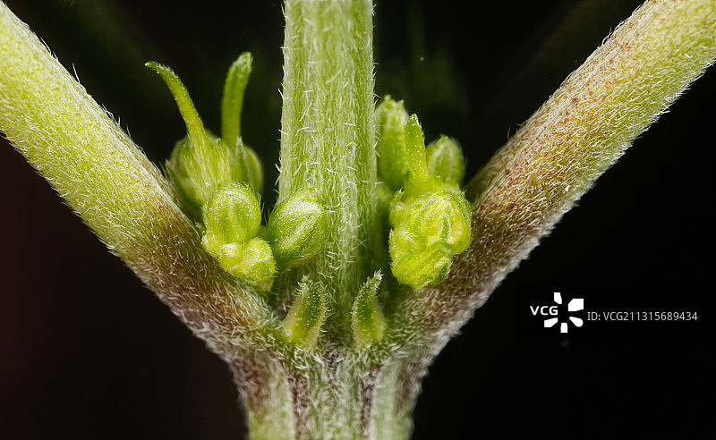 大麻植物雄花图片素材