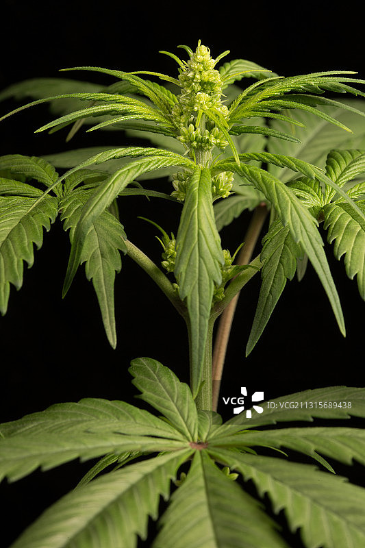 大麻植物雄花图片素材