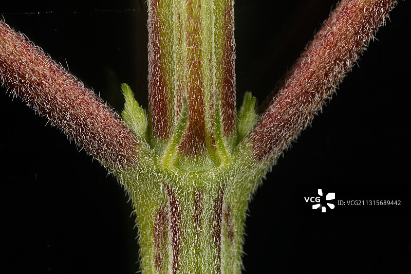 大麻植物雄花图片素材