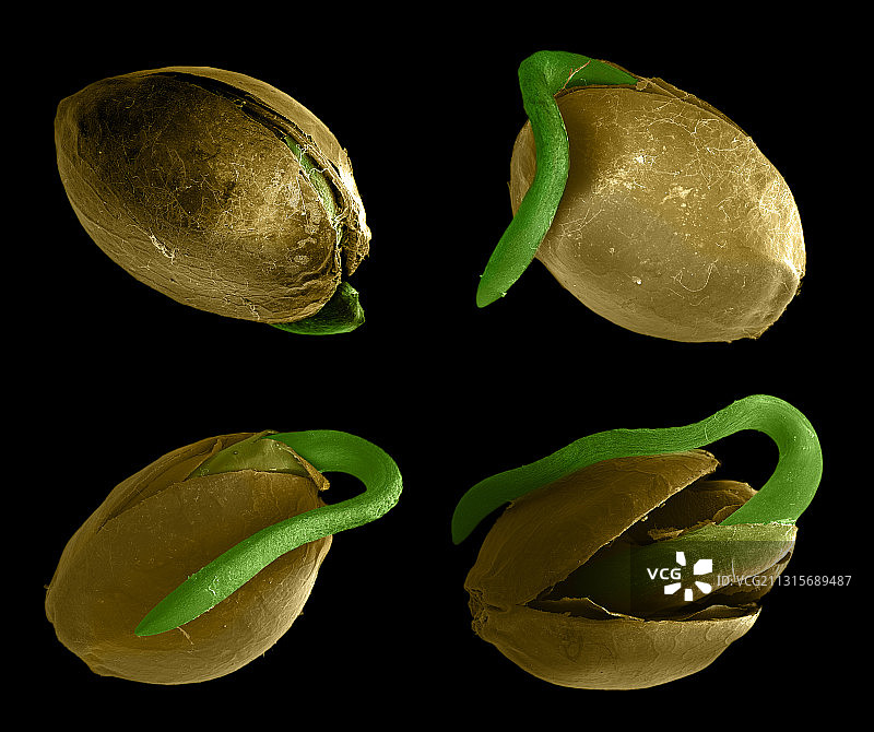 大麻种子发芽图片素材