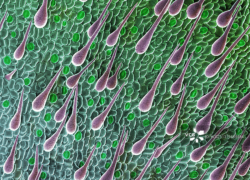 大麻幼苗叶子扫描电镜图图片素材