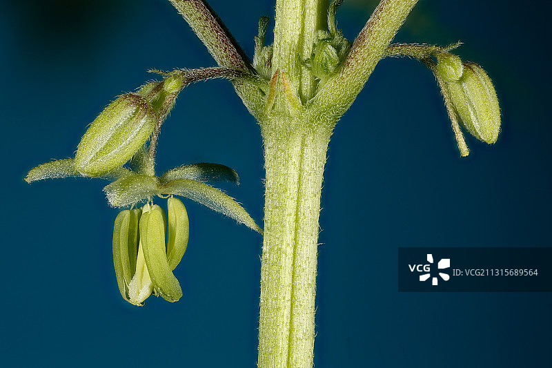 大麻植物雄花图片素材