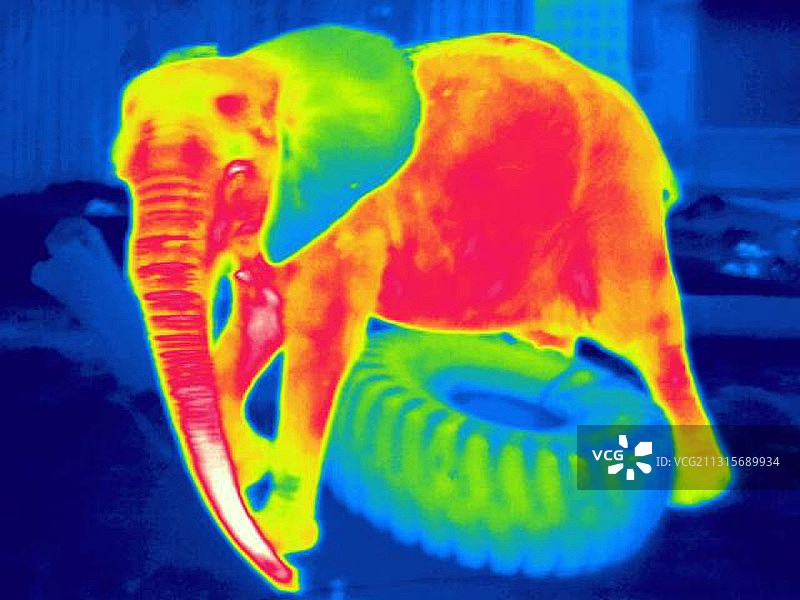 大象玩轮胎的热成像图图片素材