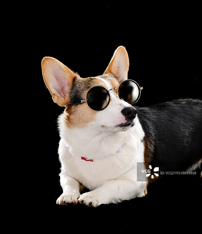 三色柯基图片素材