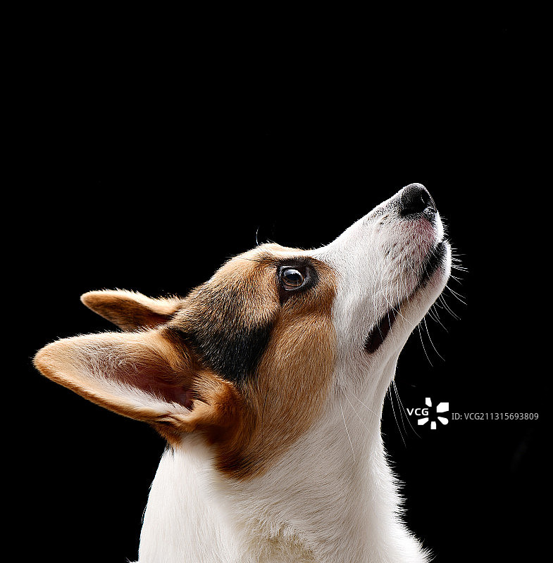 三色柯基图片素材