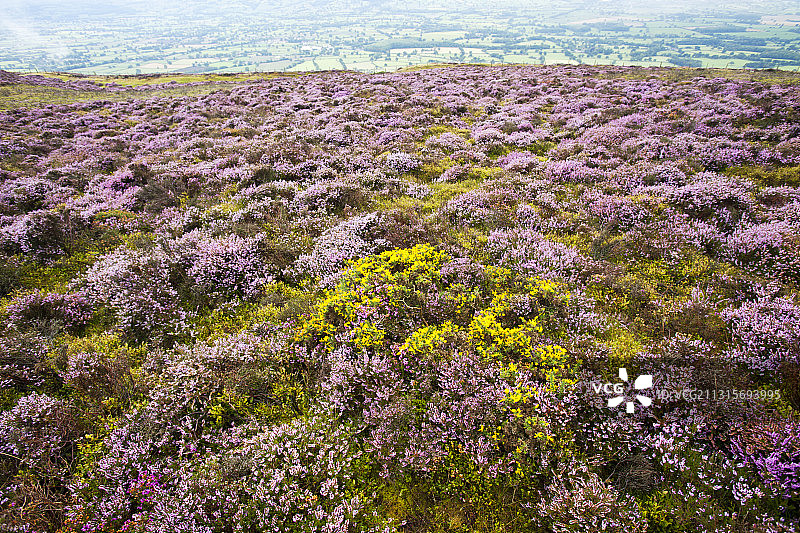 克卢伊迪恩山上Pennycloddiau山堡顶峰盛开的荆豆和石楠花，北威尔士图片素材
