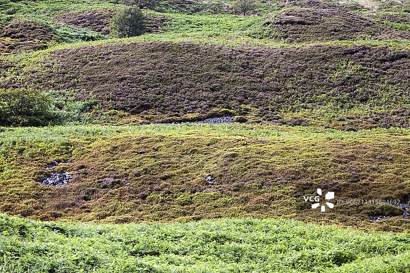 英国兰开夏郡博兰谷的荒原植被图片素材