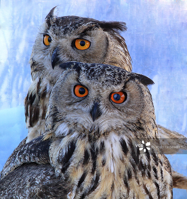 萌鸟的乐园图片素材