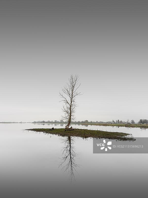 奥得河岸边岛屿上的一棵树，波兰和德国之间的边界河图片素材