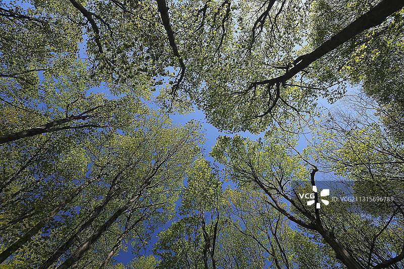 森林，春季树顶，加拿大魁北克省图片素材