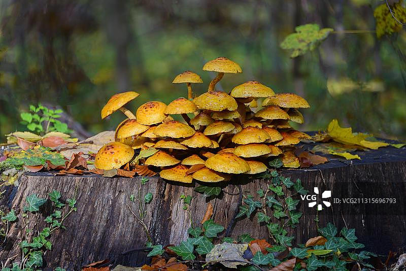 树桩上的金色鳞伞，德国下萨克森州图片素材