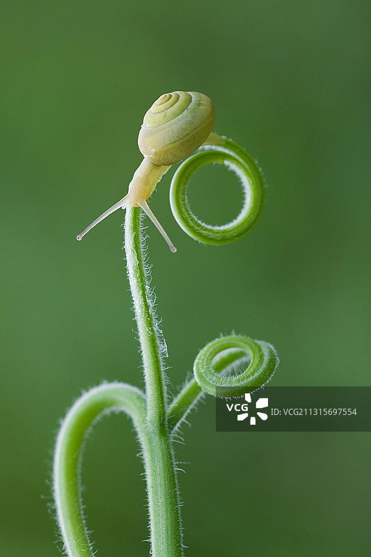 蜗牛图片素材