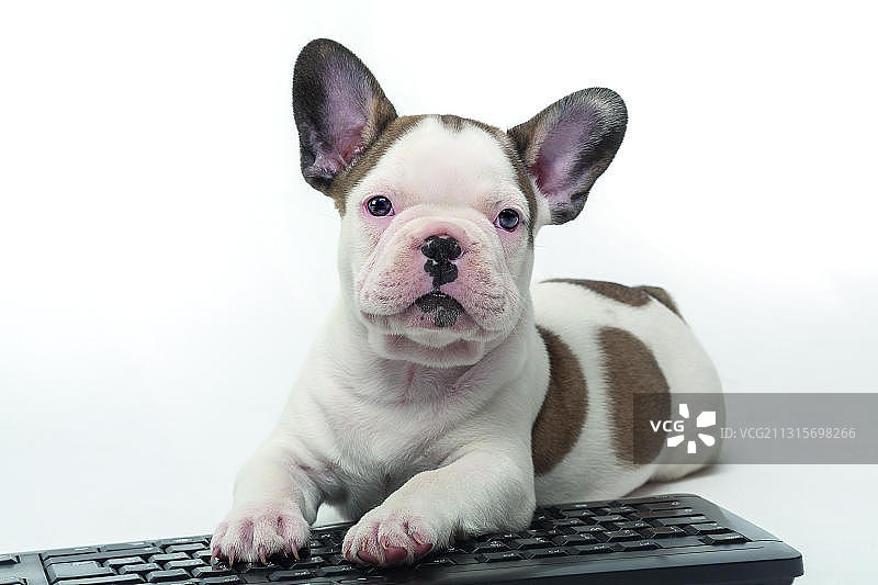 白色、棕色法国斗牛犬幼犬躺在键盘上，工作室拍摄图片素材