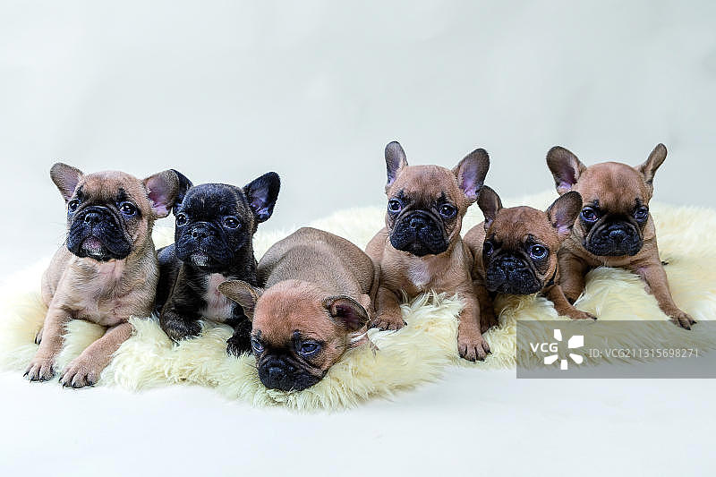 法国斗牛犬幼犬躺着，棕色泰迪，虎斑色，浅棕色黑脸，幼犬，工作室拍摄图片素材