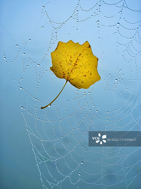 蜘蛛网上的秋叶雾天露珠图片素材