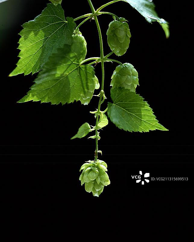 普通啤酒花（Humulus lupulus）雌花图片素材