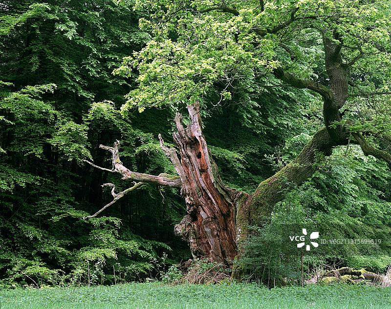 欧洲老橡树，落叶树，德国黑森州莱因哈德森林图片素材