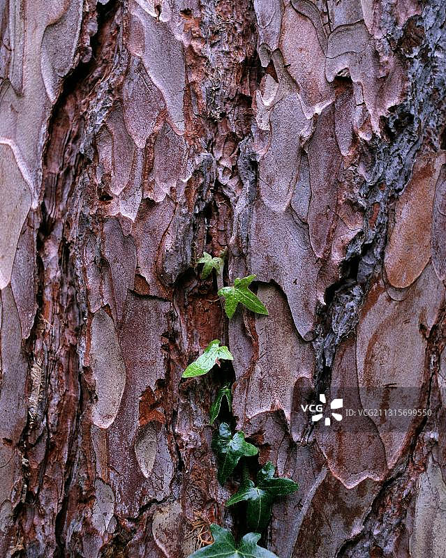 松树皮上的常春藤图片素材