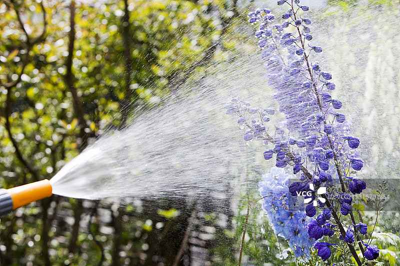 在湖区安布尔赛德花园里，一名妇女使用花园软管给植物浇水，英国图片素材