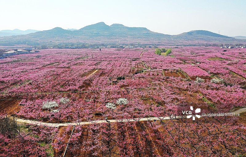 山东省枣庄市山亭区冯卯镇万亩桃花绽放灿若云霞图片素材