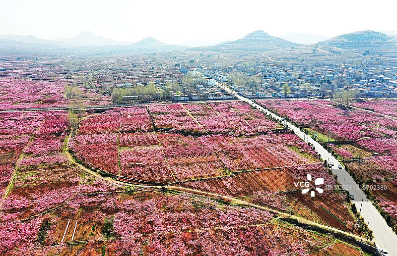 山东省枣庄市山亭区冯卯镇万亩桃花绽放灿若云霞图片素材