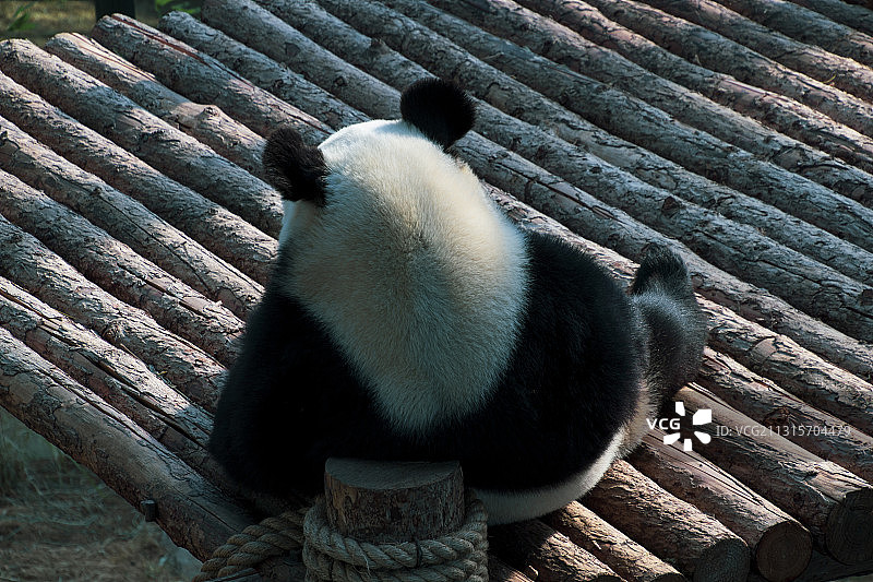 动物园里的中国国宝大熊猫图片素材