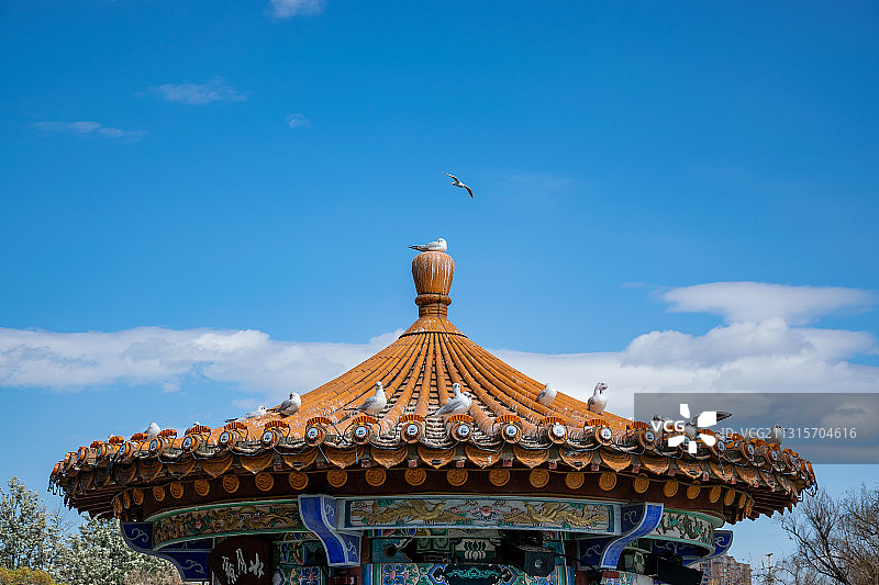 屋顶休憩红嘴鸥迁徙欢乐祥和图片素材