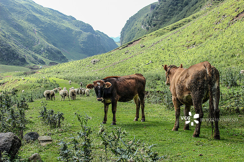 贵州韭菜坪上的牛羊图片素材