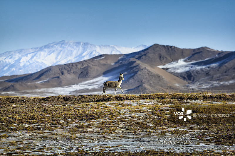 大自然的T台，一只黄羊，自信的脚步图片素材